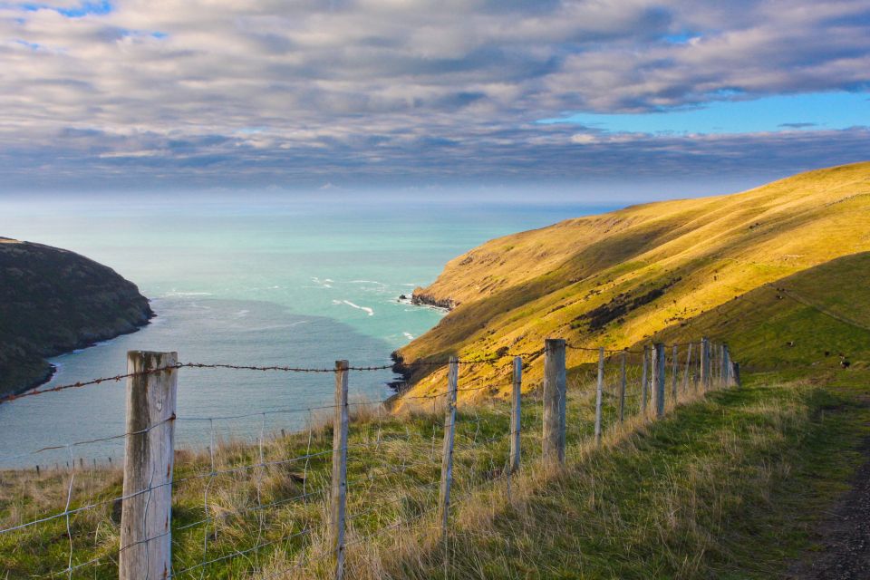 Akaroa: Pohatu Little Penguins 3-Hour Evening Experience - Experience Highlights