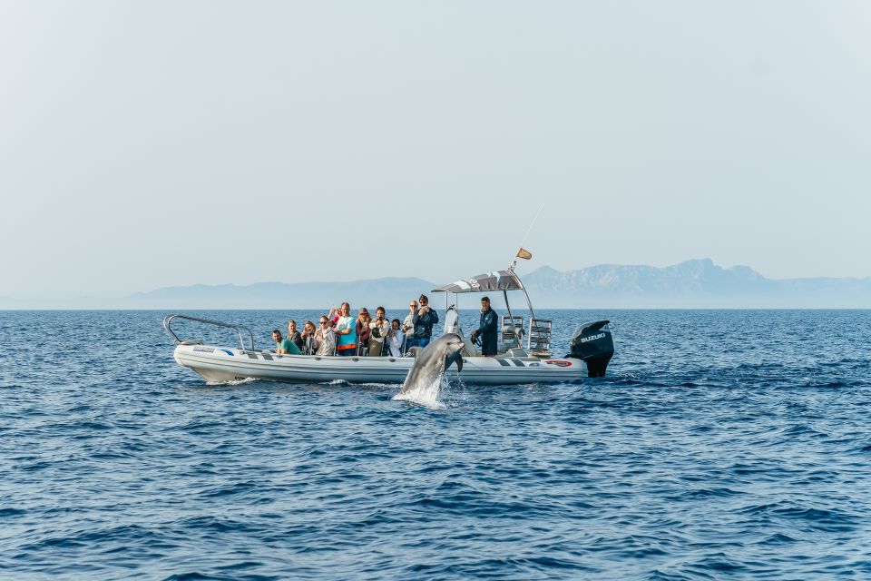 Alcudia/Can Picafort: Sunrise Dolphin-Watching Guided Cruise - Experience Highlights