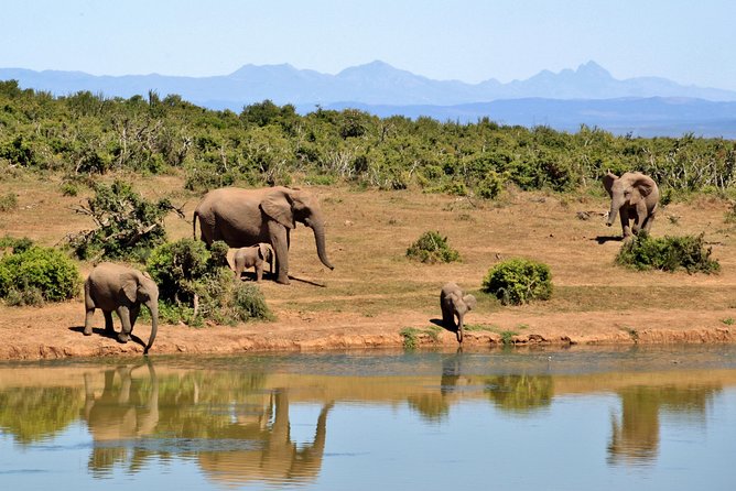 Aquila Safari Private Game Reserve Afternoon Game Drive - Guided Game Drive Itinerary Highlights