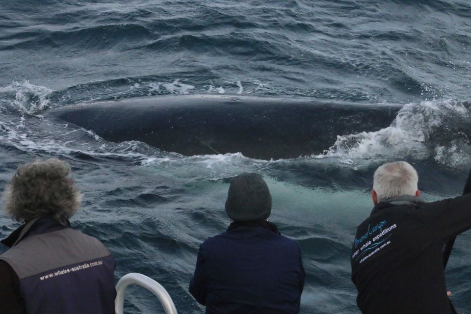 Augusta: Whale Watching Tour - Experience