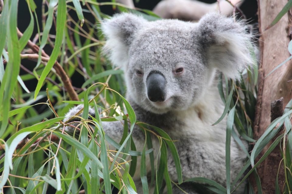 Blue Mountains Private Tour With Wildlife Park - Highlights