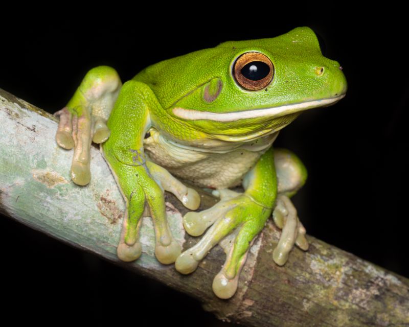 Cairns: Night Walk in Cairns Botanic Gardens - Experience Highlights