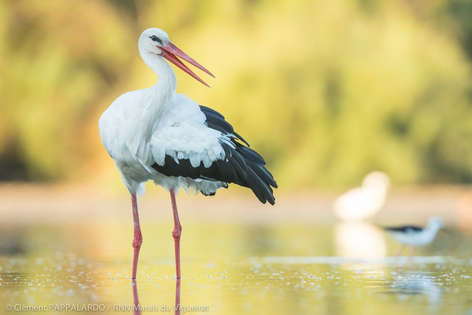 Camargue: Discovery of Nature at the Vigueirat Marshes - Full Description