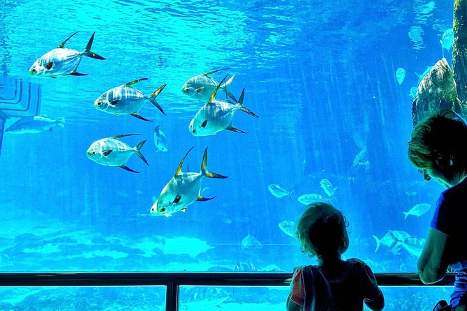 Cape Town Full Day Family Fun With Kids Private Tour - Experience Activities Included