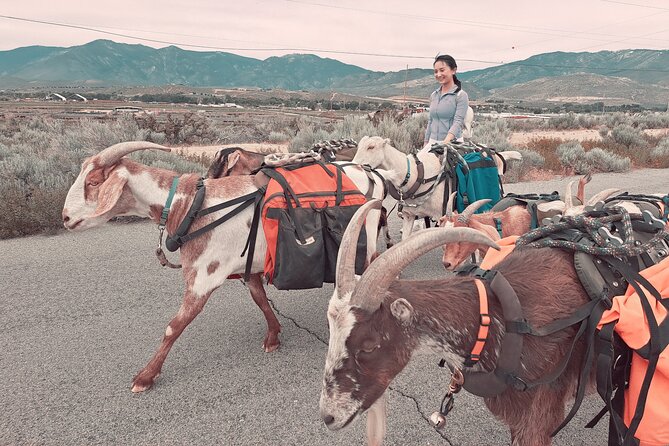 Carson City Small-Group Morning Walk With Goats  - Reno - Activity Overview