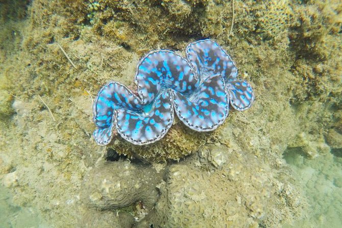 Cham Islands Snorkeling Tour by Wooden Boat From Hoi an - Cancellation Policy Details