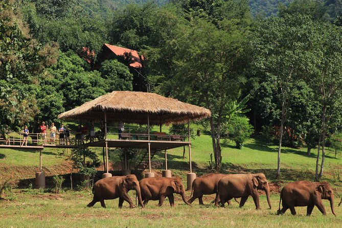 Chiang Mai Single Day Visit to Elephant Nature Park (No Riding No Bathing) - Tour Overview and Inclusions