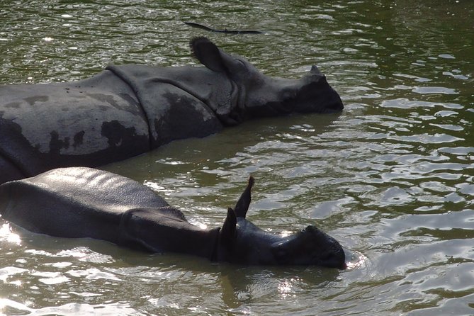 Chitwan National Park 2 Nights and 3 Days - Wildlife Safari Experience