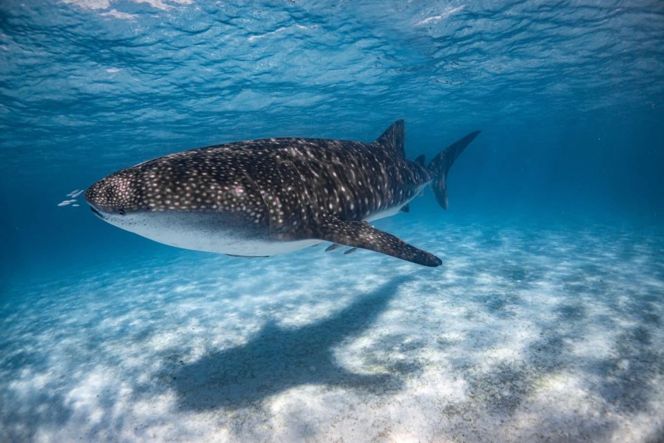 Coral Bay: Ningaloo Reef Swim and Snorkel With Whale Sharks - Tour Highlights