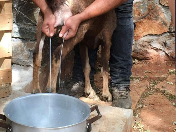 Cretan Traditional Villages:Tour With Tasting and Activities - Pickup and Language