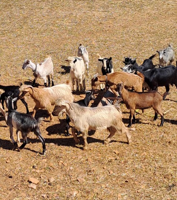 Crete: Shepherd'S Life & Psiloritis Mountain Tour With Meal - Price and Inclusions