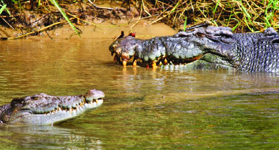 Daintree: Lower Daintree Crocodile & Wildlife Cruise - Full Description