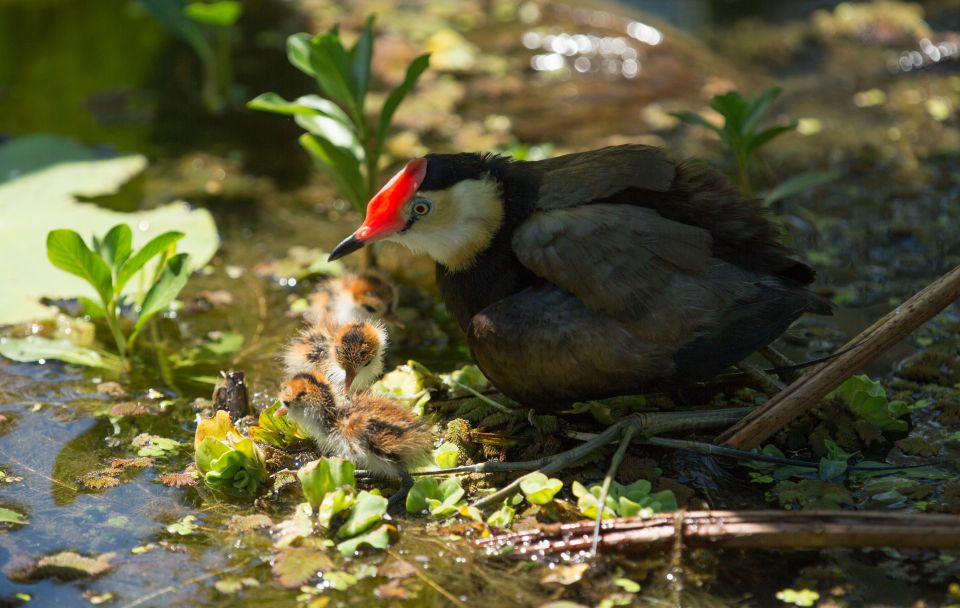 Darwin: Mary River Wetlands Wildlife Cruise With Lunch - Tour Itinerary