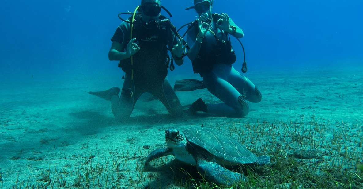 Diving Course for Beginners in Turtle Area Tenerife - Course Information