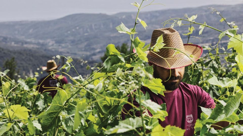 Enjoy a Unique All Day Wine Tasting Tour in Nemea - Tour Highlights