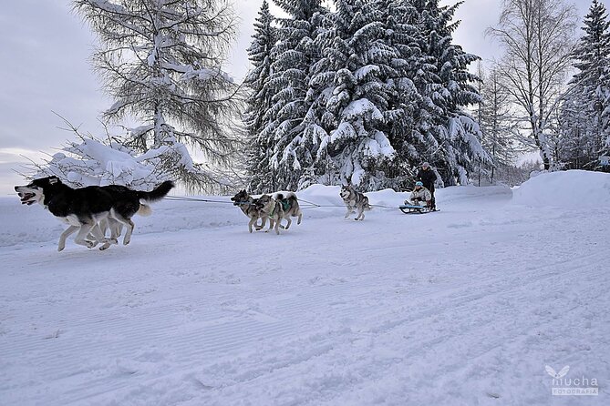 Feel the Magic of Winter With Thrilling Arctic Dog Sled Rides - Meet the Enthusiastic Sled Dogs