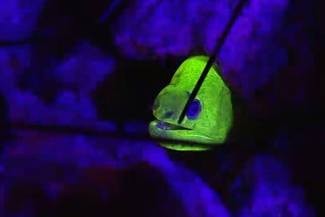 Fluorescent Diving With Ultraviolet Dive Lights - UV Lights for Underwater Exploration