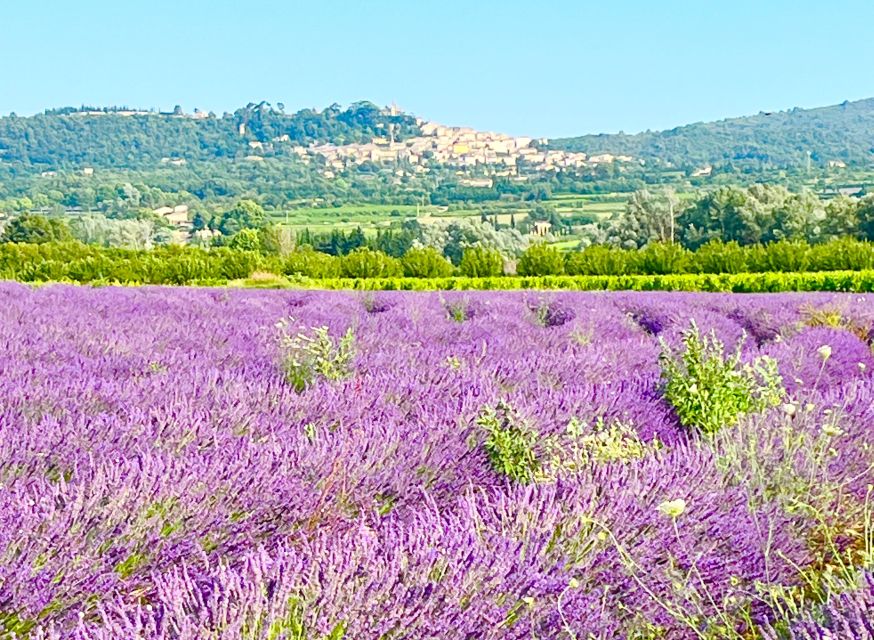 From Avignon: Lavender Tour in Valensole, Sault and Luberon - Tour Highlights to Capture