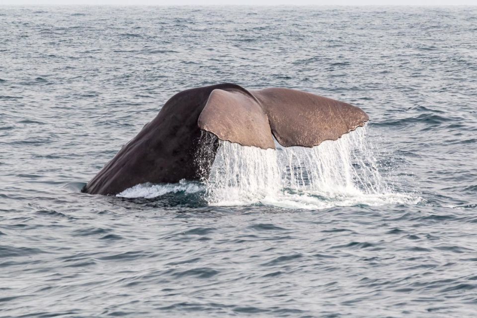 From Christchurch: Kaikoura Whale Watching Day Tour - Experience Highlights