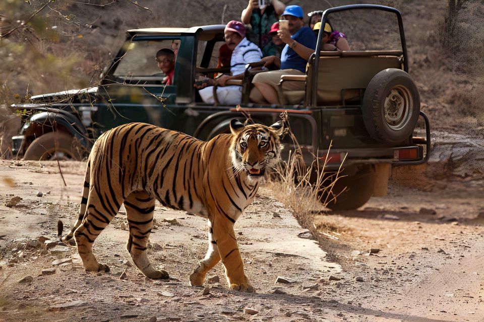 From Jaipur : 2 Days Ranthambore Tiger Safari Tour By Car - Mode of Transport and Safaris