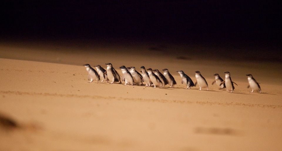 From Melbourne: Phillip Island Penguin Parade Express Trip - Inclusions