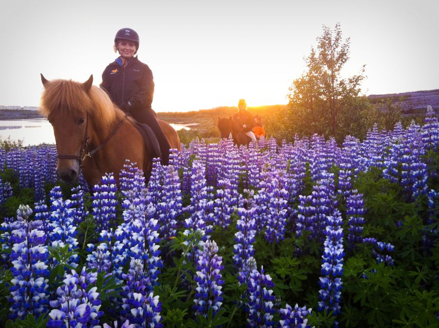 From Reykjavik: Evening Horseback Tour With Transfer - Full Experience Description