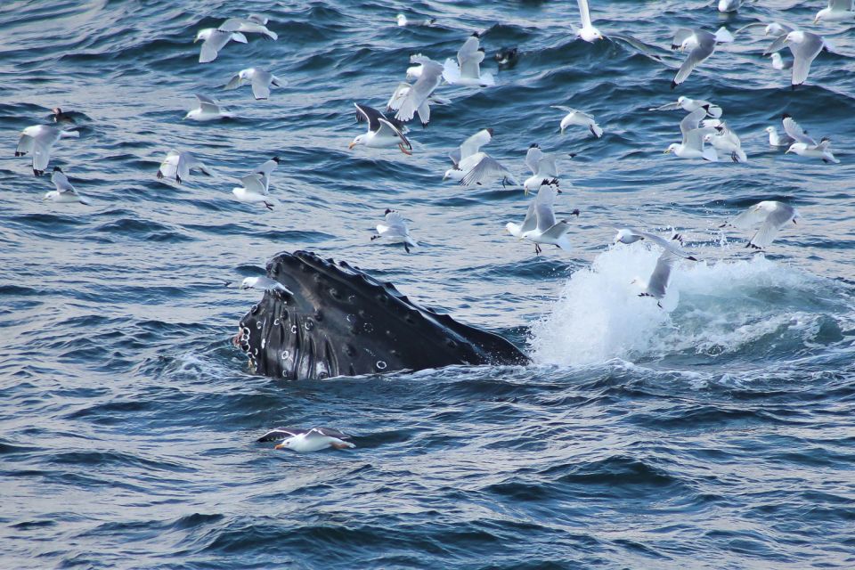 From Reykjavik: Whale Watching Tour - Tour Duration and Flexibility