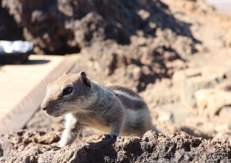 Fuerteventura: 4x4 Off-Road Trip to El Cotillo and La Olivia - Customer Reviews and Recommendations