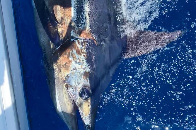 Full-Day Private Fishing Adventure in Madeira - Scenic Boat Tour Experience