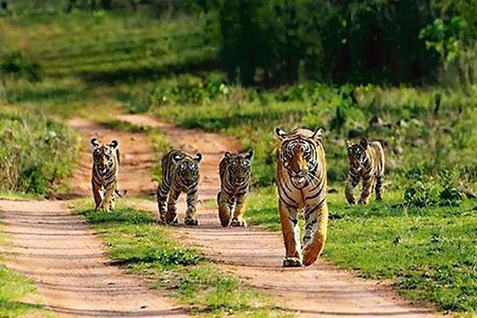 Full Day Private Tour to Sariska Tiger National Park by Car From Jaipur - Itinerary Highlights