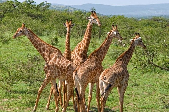 Full Day Tala Game Reserve - Phezulu Safari Park From Durban - Pricing and Special Offers