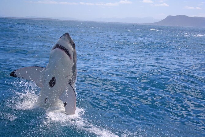 Gansbaai Shark Cage Diving & Penguins Small Group Tour From Cape Town - Tour Inclusions