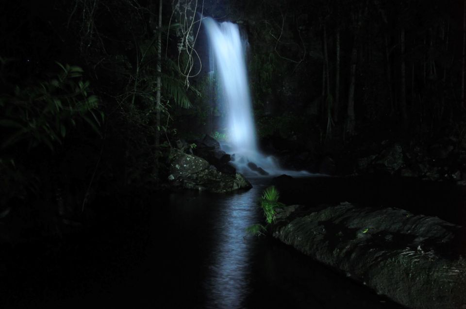 Gold Coast: Evening Rainforest and Glow Worm Experience - Pricing Details