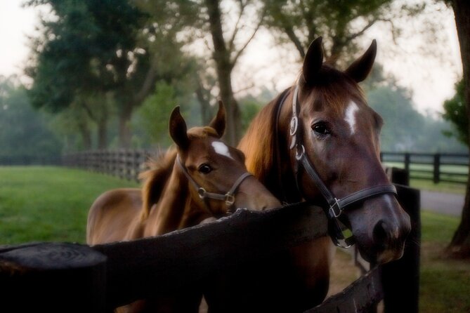 Half-Day Thoroughbred Horse Farm Tour in Kentucky - Meeting Point Information