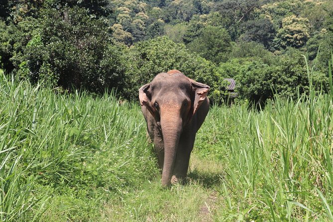 Half Day Visit Chiang Mai Eco Elephant Care - Additional Information