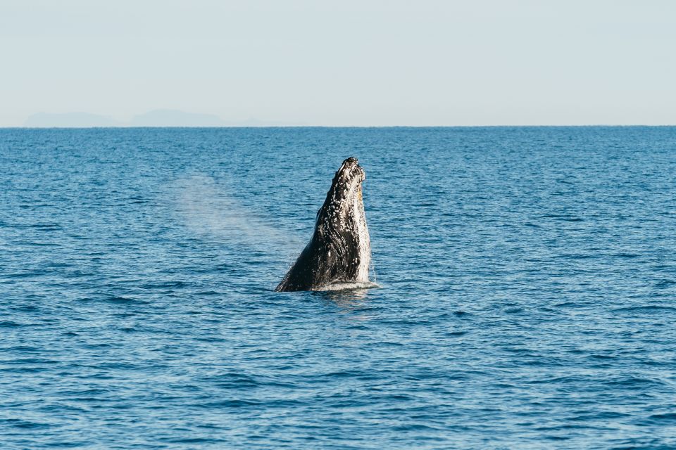 Hervey Bay: Exclusive Whale Watch Encounter - Meeting Point