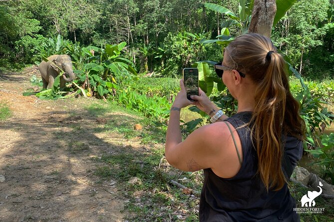 Hidden Forest Elephant Reserve: Guided Tour With Lunch & Transfer - Pickup Schedule