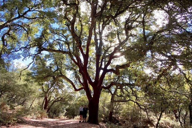 Hiking in "Escaleretas" Spanish Fir Forest - Forest Highlights