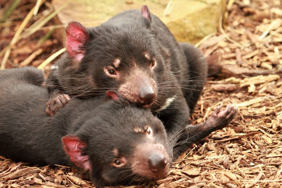 Hobart: Admission Ticket to Bonorong Wildlife Sanctuary - Reservation and Payment Options