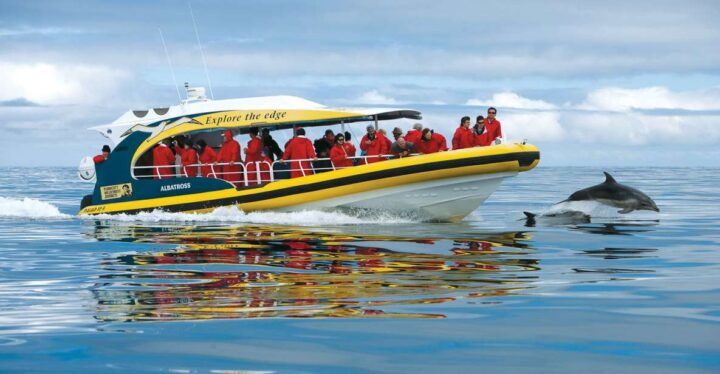 Hobart: Bruny Island Wilderness Coast Eco Cruise With Lunch - Activity Description