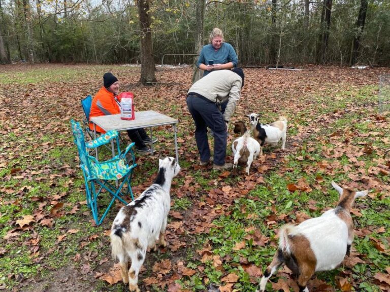 Houston: Adorable Mini Goats Experience E