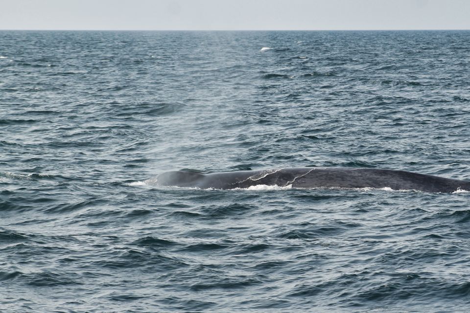 Húsavík: Whale Watching Boat Tour - Booking Flexibility