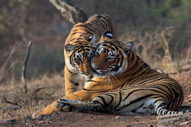 Jaipur to Ranthambore National Park Day Tour - All Inclusive - Inclusions