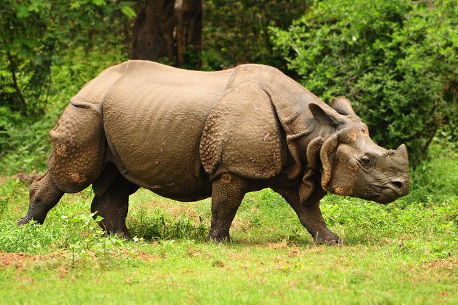 Kaziranga Indian Big Five Wildlife Tour - Customer Reviews and Ratings