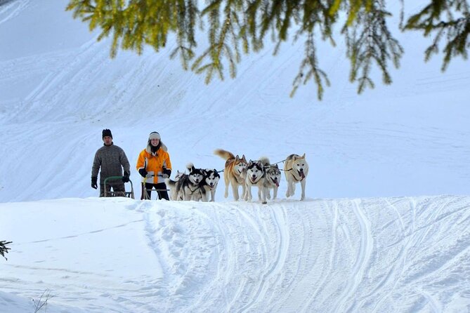 Kraków Full Dog Sled Ride - Meet the Friendly Sled Dogs