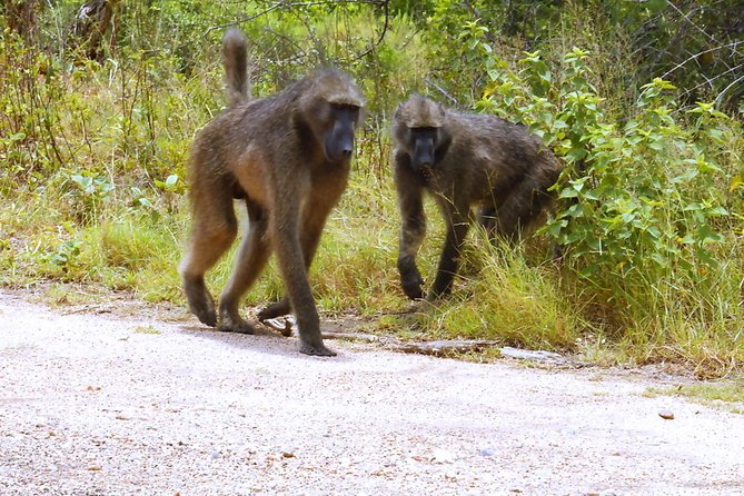 Kruger National Park Magical Day Safari From Johannesburg - Wildlife Spotting Opportunities