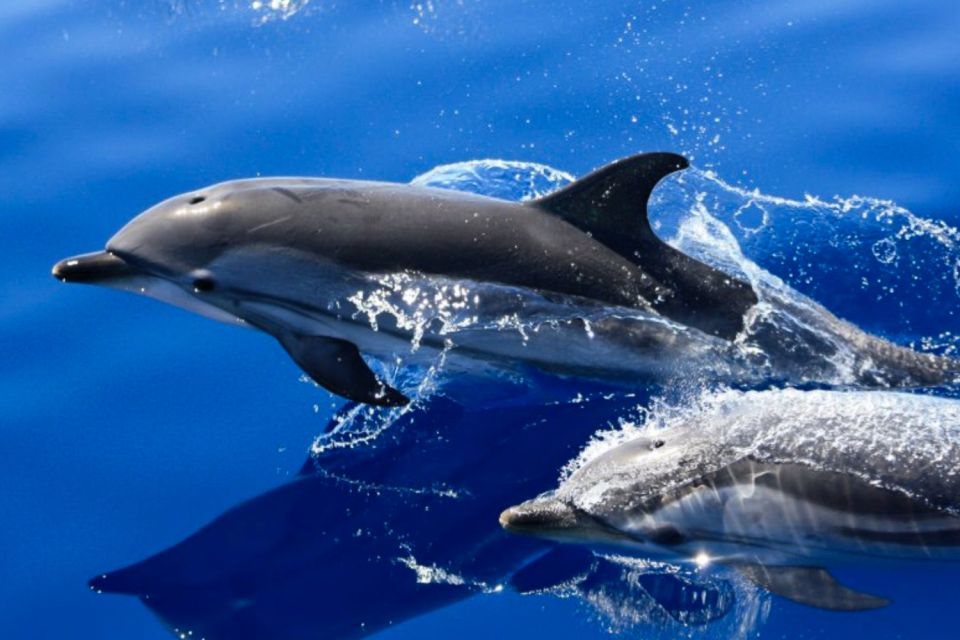 Lanzarote: Lobos Island Half-Day Dolphin Watching Trip - Highlights