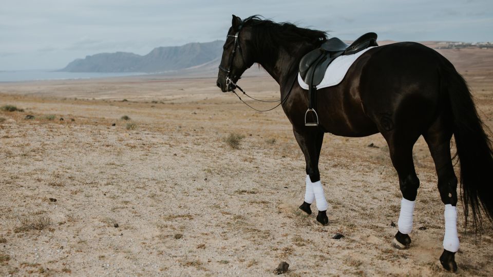 Lanzarote: Private Horseback Riding Tour - Experience Highlights