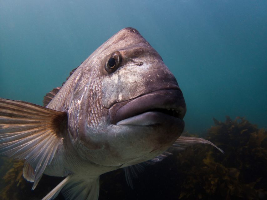 Leigh: Goat Island Guided Snorkeling Tour for Beginners - Experience Highlights