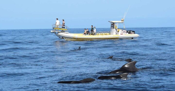 Los Gigantes: Dolphin and Whale-Watching Speedboat Tour - Provider and Rating